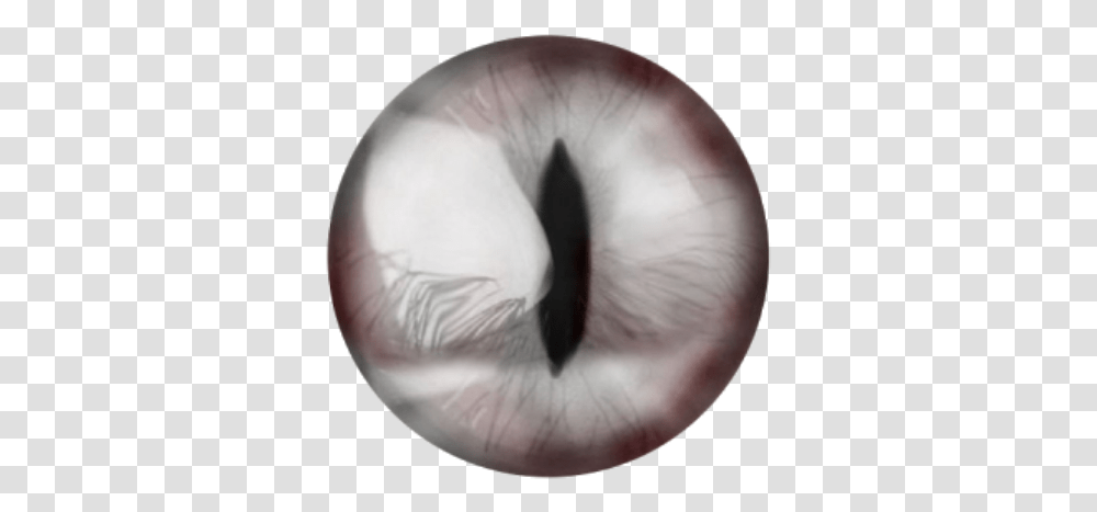 Download Vampire Lens Eyes Terror Halloween Silver White Eye Lens, Person, Human, Snout, Contact Lens Transparent Png