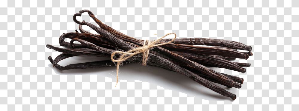 Download Vanilla Bean Photo For Designing Projects Vanilla Bean, Insect, Invertebrate, Animal, Plant Transparent Png