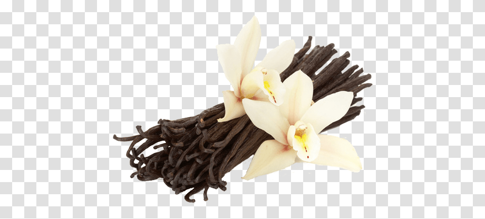 Download Vanilla Vanilla Flower And Beans Full Size French Vanilla, Plant, Blossom, Orchid, Wood Transparent Png