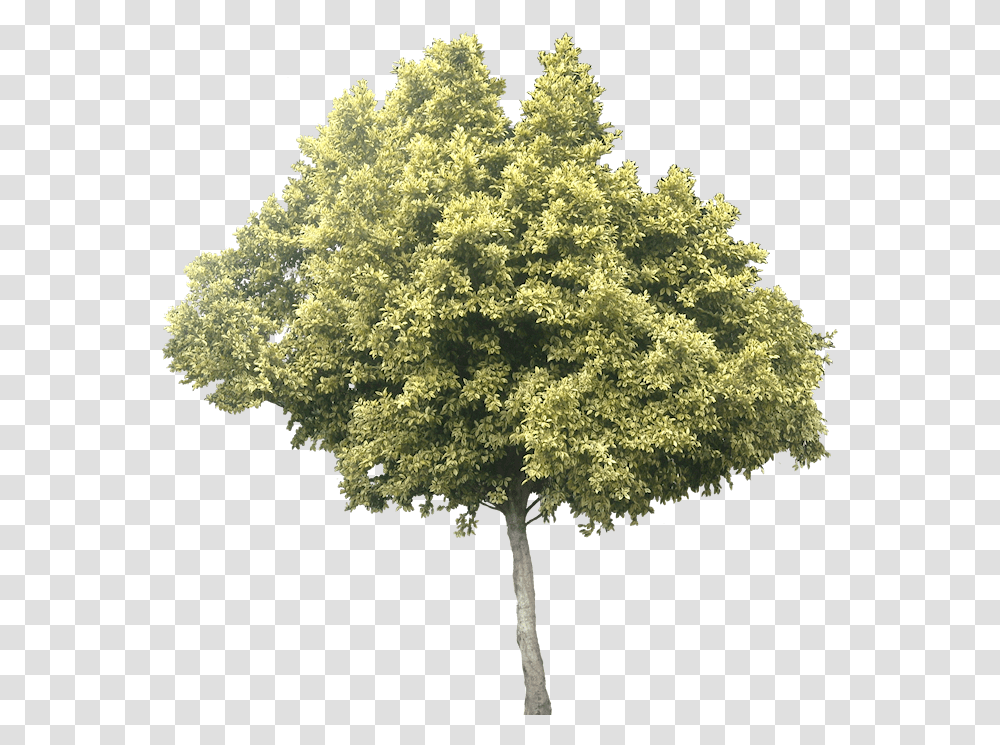 Download Variegated Ficus Microcarpa Background Olive Tree, Plant, Maple, Oak, Tree Trunk Transparent Png