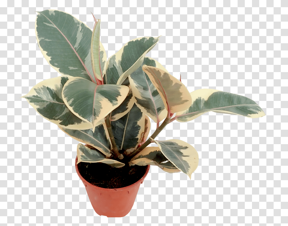 Download Variegated Rubber Plant Uokplrs Variegated Rubber Plant Flower, Leaf, Blossom, Veins Transparent Png