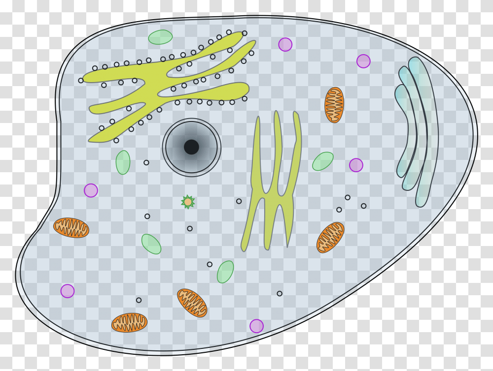 Download Vector Organism Cell Biology Animal Cell Clip Art Animal Cell Clip Art, Disk, Dvd, Meal, Food Transparent Png
