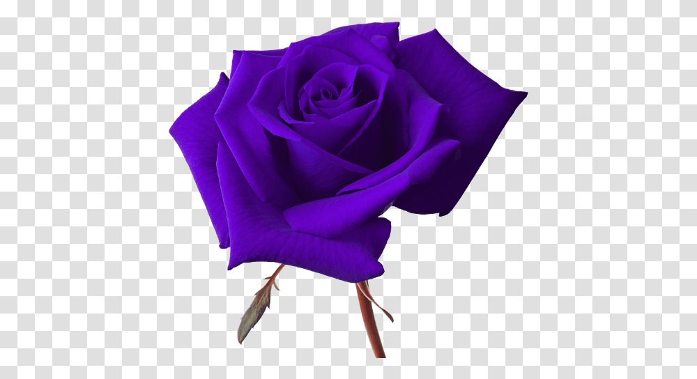 Download Vector Rose Purple Rose Background Background Purple Rose, Flower, Plant, Blossom Transparent Png