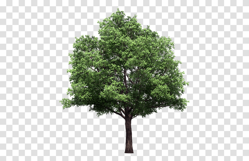 Download Vector Trees Plan Trees With No Background, Plant, Oak, Tree Trunk, Sycamore Transparent Png