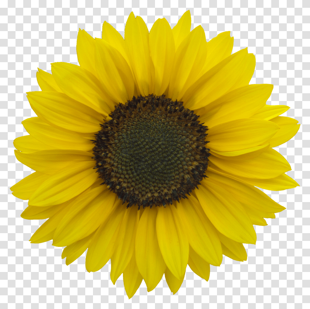 Download Vegetation Sunflower 03 Clear Background Sunflower, Plant, Blossom, Daisy, Daisies Transparent Png