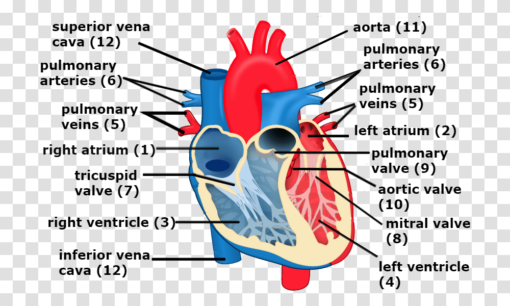 Download Veins Heart Heart And Circulation Heart Diagram Pulmonary Veins, Graphics, Label, Text, Fowl Transparent Png