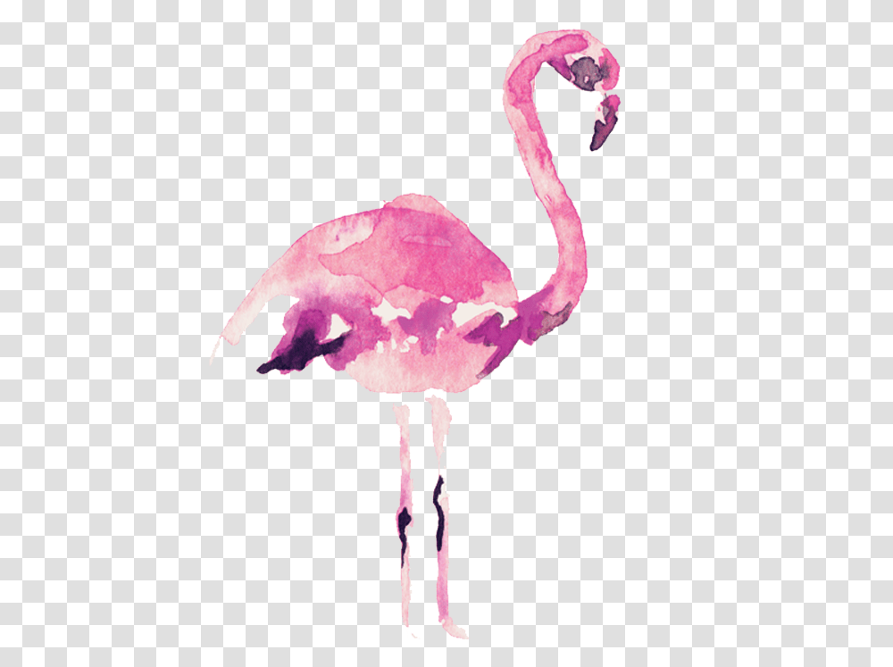 Download Video Courtesy Of Audrey Alba Watercolor Flamingo, Bird, Animal, Fungus, Ostrich Transparent Png