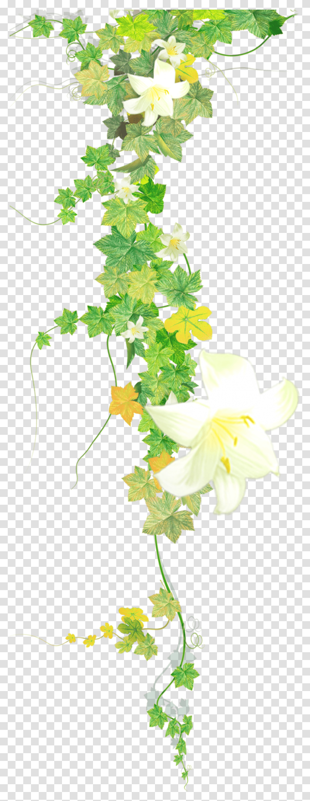 Download Vine Flower Vine, Plant, Leaf, Blossom, Tree Transparent Png