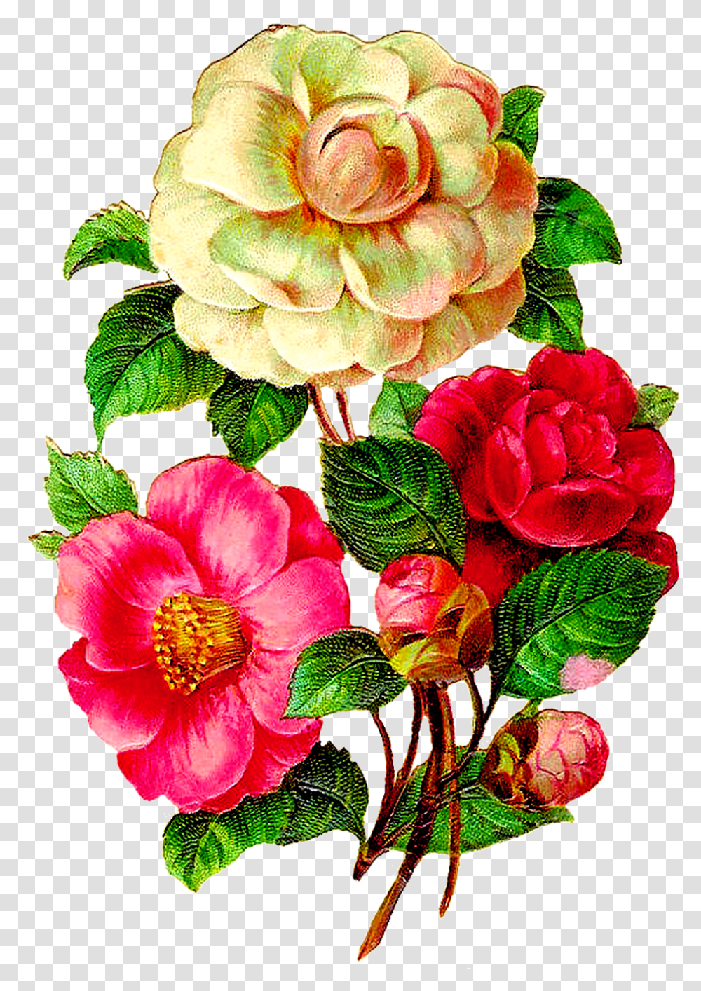 Download Vintage Flower Illustration Camellia Flowers Vintage Flower, Plant, Blossom, Flower Arrangement, Geranium Transparent Png