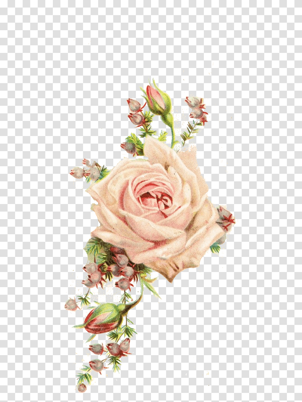 Download Vintage Flowers Background Hd Background Vintage Flowers, Plant, Rose, Blossom, Flower Arrangement Transparent Png