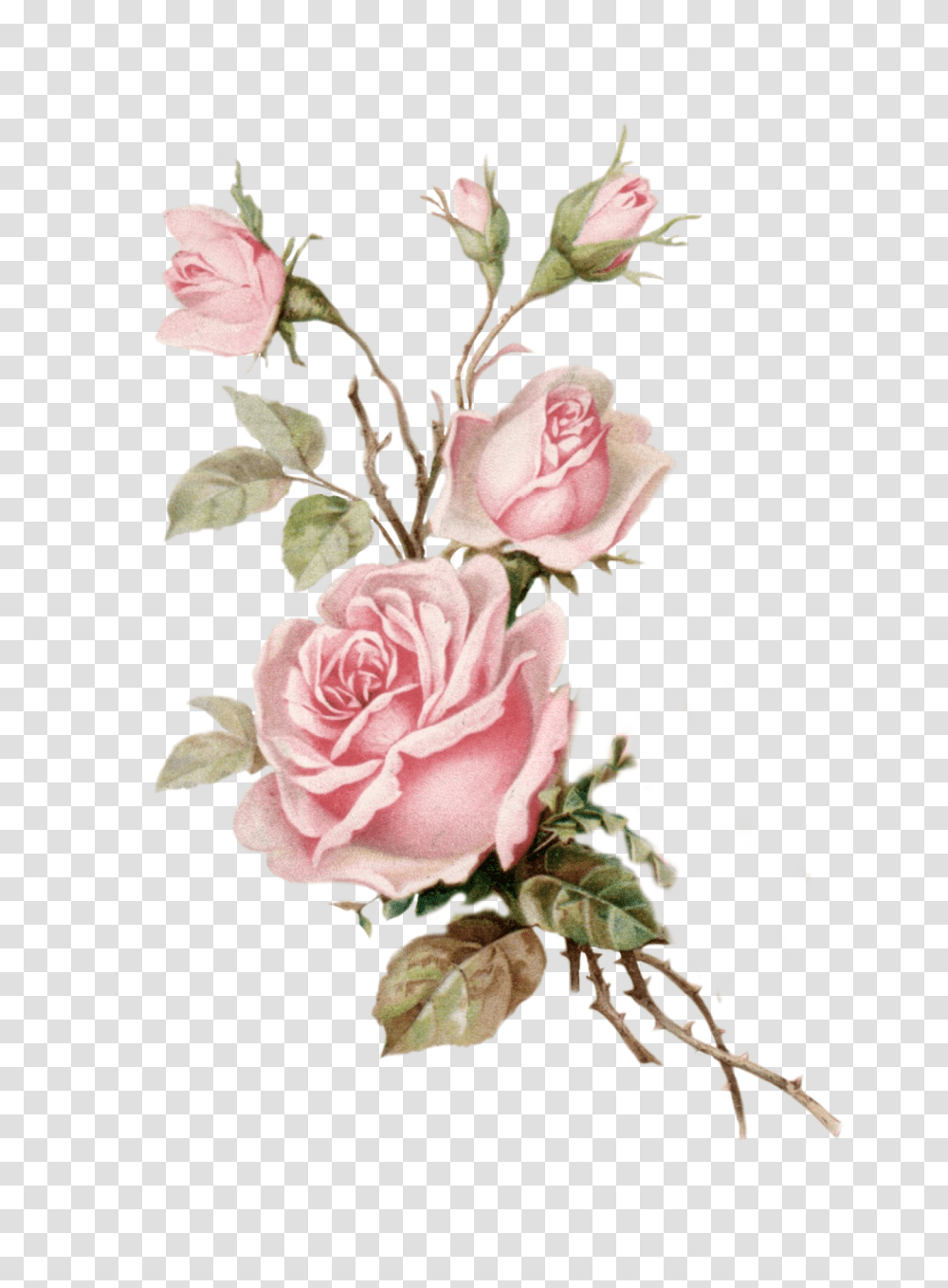 Download Vintage Pink Rose Cut Out Pink Vintage Rose, Floral Design, Pattern, Graphics, Art Transparent Png