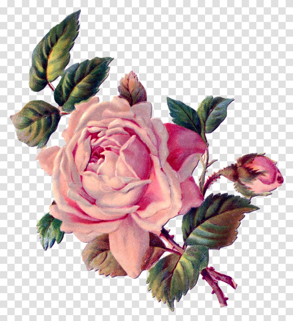 Download Vintage Roses Floral Rose Art Roses Vintage, Flower, Plant, Blossom, Flower Arrangement Transparent Png