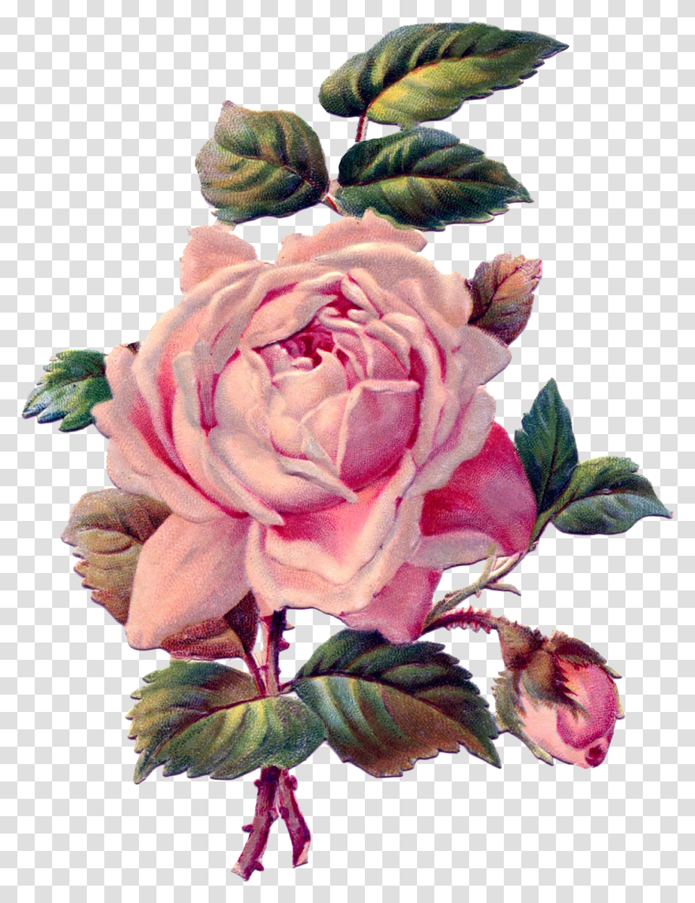 Download Vintage Roses Rose Drawing Vintage Full Vintage Pink Rose, Plant, Flower, Blossom, Petal Transparent Png