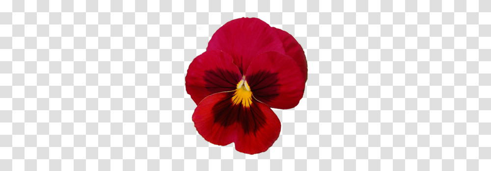 Download Viola X Wittrockiana Clipart Pansy Clip Art, Plant, Flower, Blossom, Petal Transparent Png