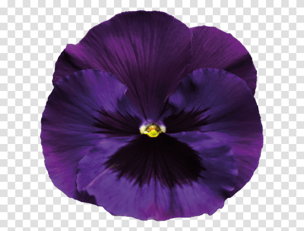 Download Violet Background Background Purple Flowers, Plant, Blossom, Geranium, Pansy Transparent Png
