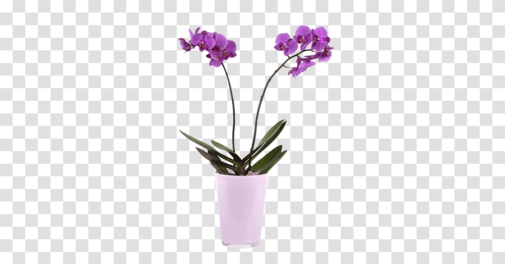 Download Violet Orchid Orchide En Pot, Plant, Flower, Blossom, Geranium Transparent Png