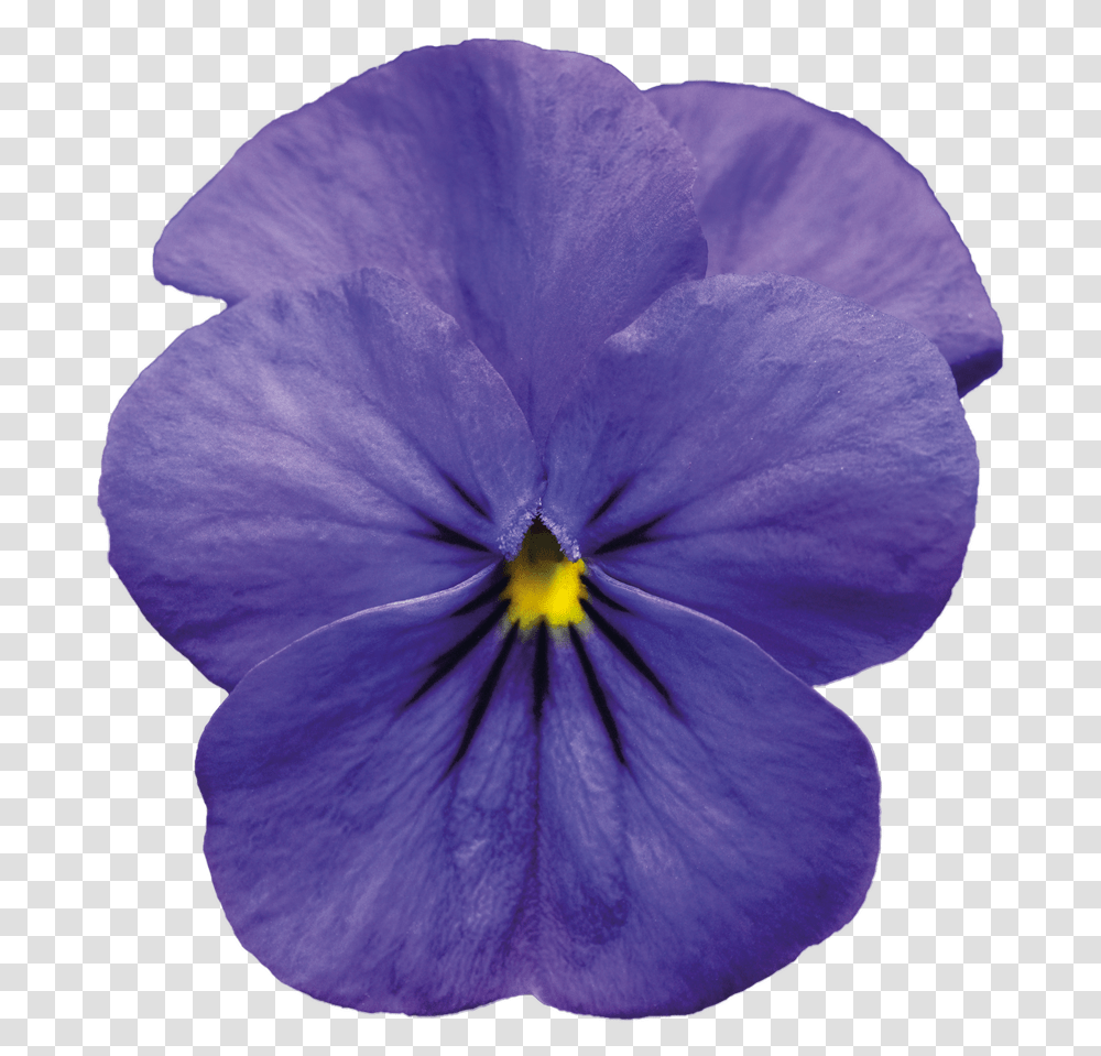 Download Violet Pic Blue Violet Flower, Plant, Blossom, Geranium, Pansy Transparent Png