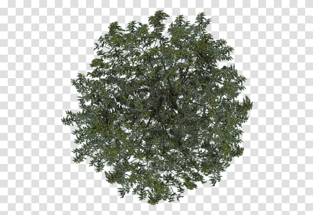 Download Visit Arvore Topo Full Size Image Pngkit Arbol En Planta, Tree, Nature, Vegetation, Fractal Transparent Png