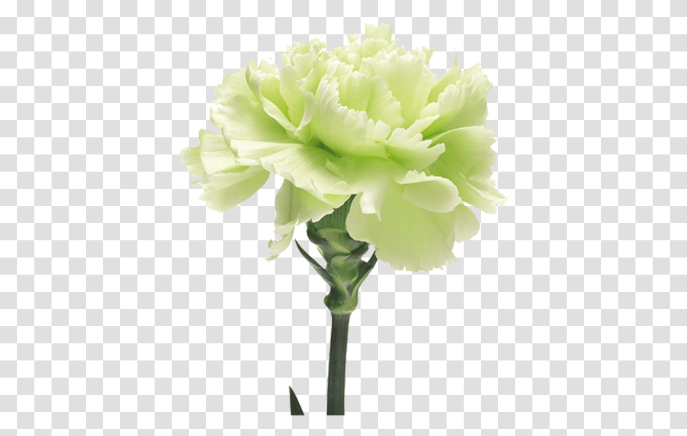 Download Voragine The Green Carnation Full Size Green Carnation Flower, Plant, Blossom Transparent Png