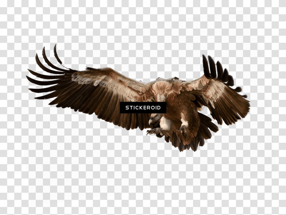 Download Vulture Vulture, Bird, Animal, Eagle, Flying Transparent Png