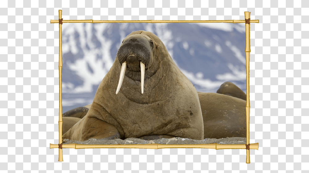 Download Walrus Icon Clipart Walrus In Spanish Cat Face On Animals, Sea Life, Mammal, Elephant, Wildlife Transparent Png
