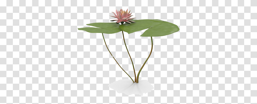 Download Water Lily Free Water Lilies For Photoshop, Plant, Flower, Blossom, Pond Lily Transparent Png