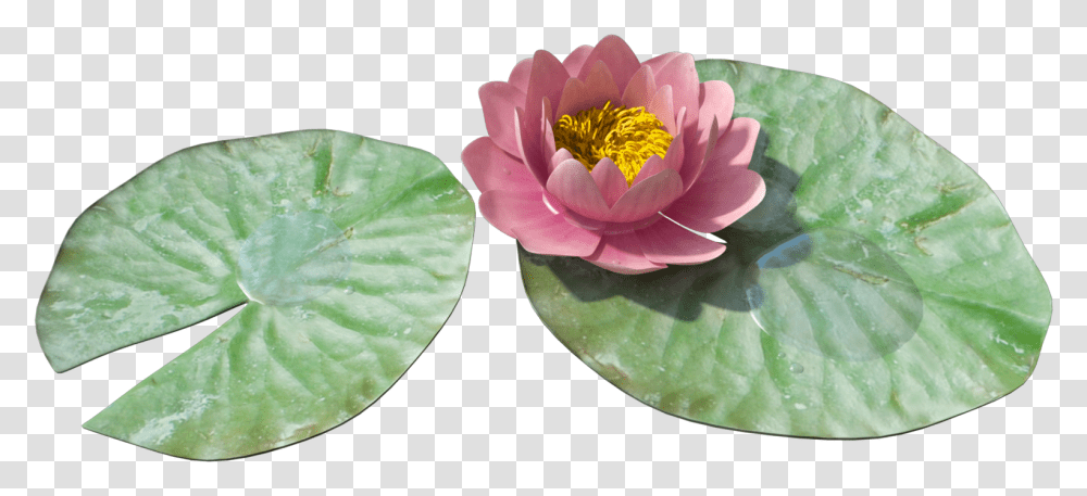 Download Water Lily Image 1 Free Water Lily, Plant, Flower, Blossom, Pond Lily Transparent Png