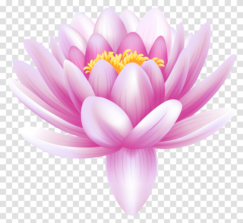 Download Water Lily Photos Transparent Png