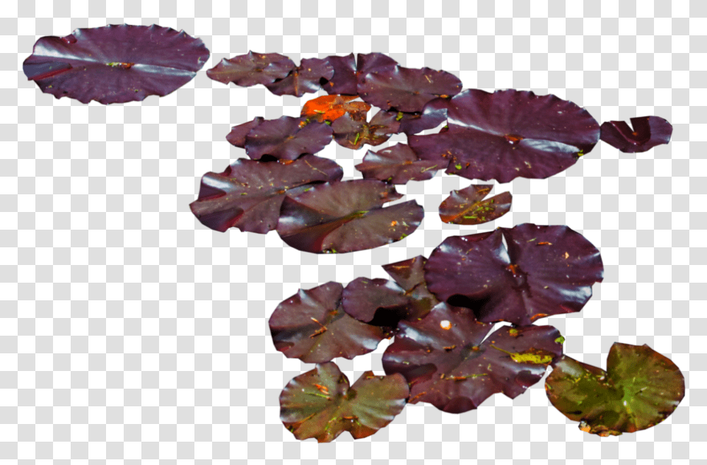 Download Water Lily Purple Leaves Water Lilies, Leaf, Plant, Flower, Blossom Transparent Png