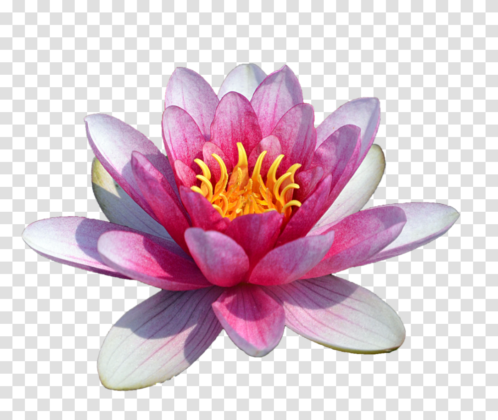 Download Water Lily Water Lily Flower, Plant, Blossom, Pond Lily,  Transparent Png