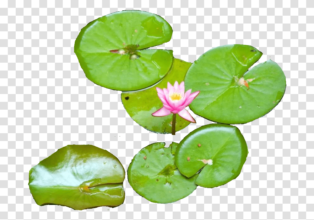 Download Water Lily Water Lily Top, Plant, Flower, Blossom, Pond Lily Transparent Png