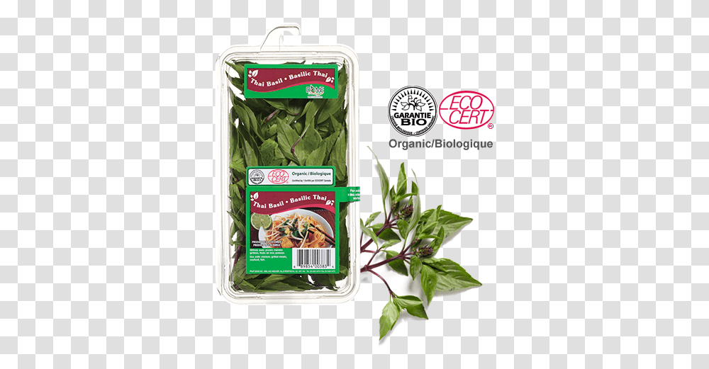 Download Water Spinach Full Size Image Pngkit Eco Cert, Plant, Vegetable, Food, Produce Transparent Png