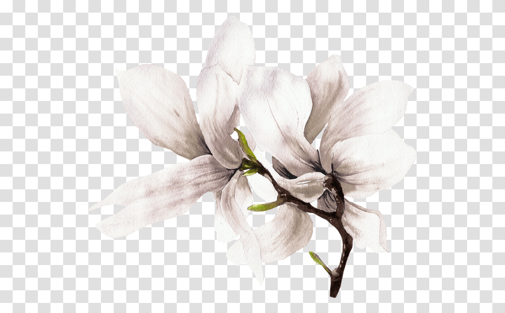Download Watercolor Art Plant Flower Painting Free Frame Hq Watercolor Painting, Blossom, Pollen, Bird, Animal Transparent Png