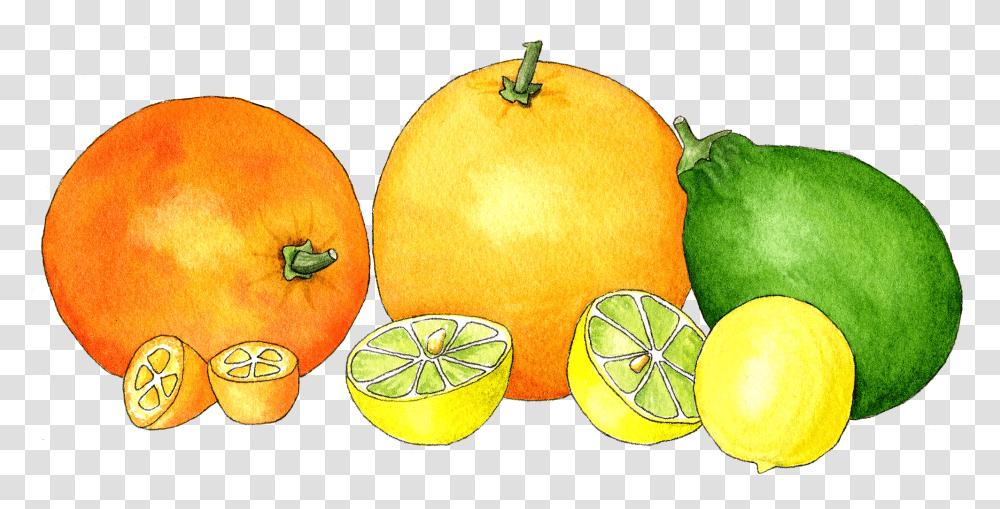 Download Watercolor Citrus In A Row Sitrusi Image Citrus Watercolor, Plant, Citrus Fruit, Food, Tennis Ball Transparent Png