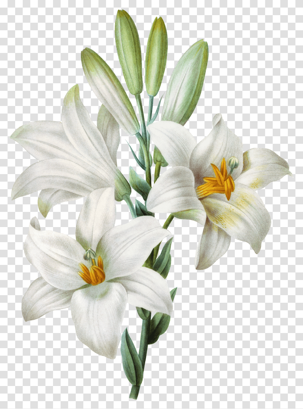 Download Watercolor Easter Lilium Background White Lily Transparent Png