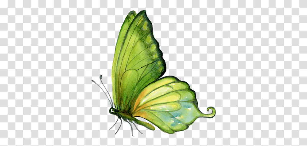 Download Watercolor Green Butterfly Hd Green Butterfly On White Background, Insect, Invertebrate, Animal, Pineapple Transparent Png