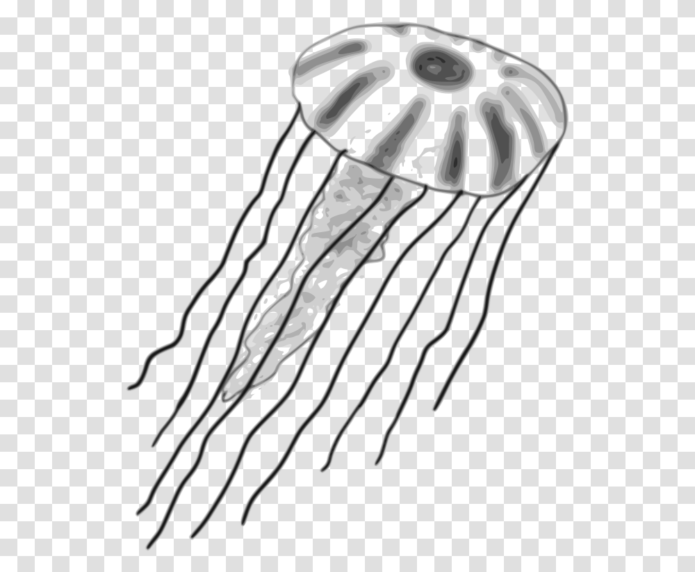 Download Watercolor Jellyfish Clipart Mane Jellyfish Drawing, Invertebrate, Sea Life, Animal Transparent Png