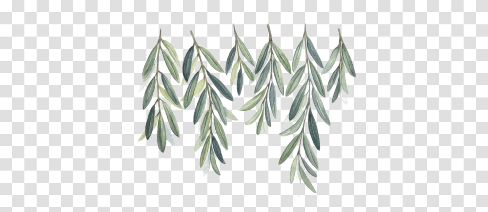 Download Watercolor Olive Branch Bible Stickers Redbubble, Plant, Vegetation, Tree, Accessories Transparent Png