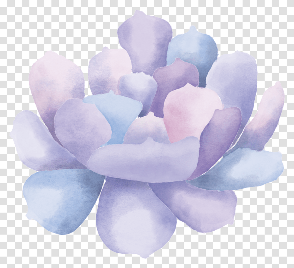 Download Watercolor Succulent Clip Art3 Echeveria, Rose, Flower, Plant, Petal Transparent Png