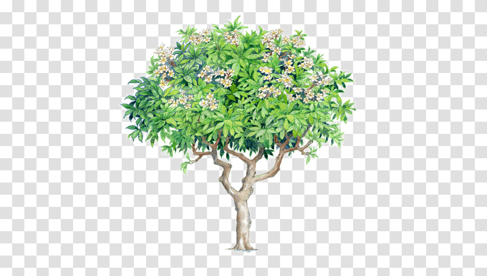 Download Watercolor Trees Plumeria Rubra Plumeria Tree Psd Plumeria Rubra, Plant, Bush, Vegetation, Leaf Transparent Png