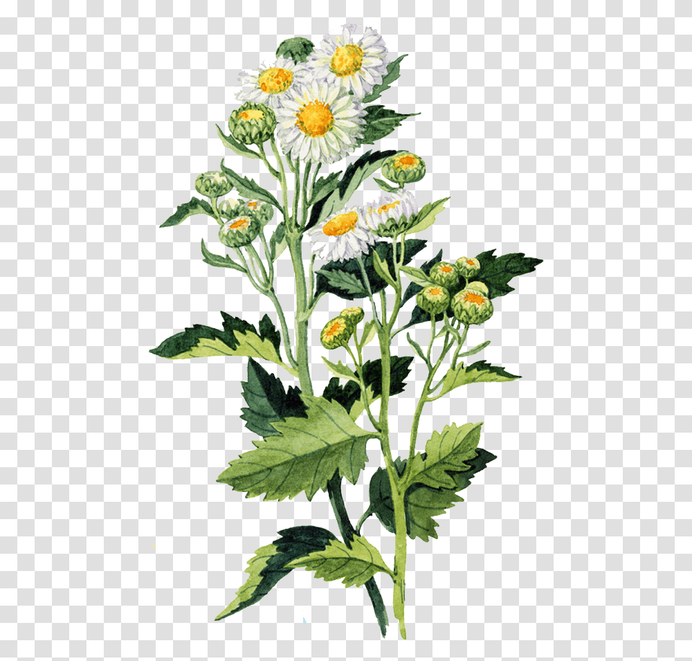 Download Watercolour Flowers Watercolor Painting Daisy Flower Watercolor Painting, Plant, Blossom, Daisies, Asteraceae Transparent Png