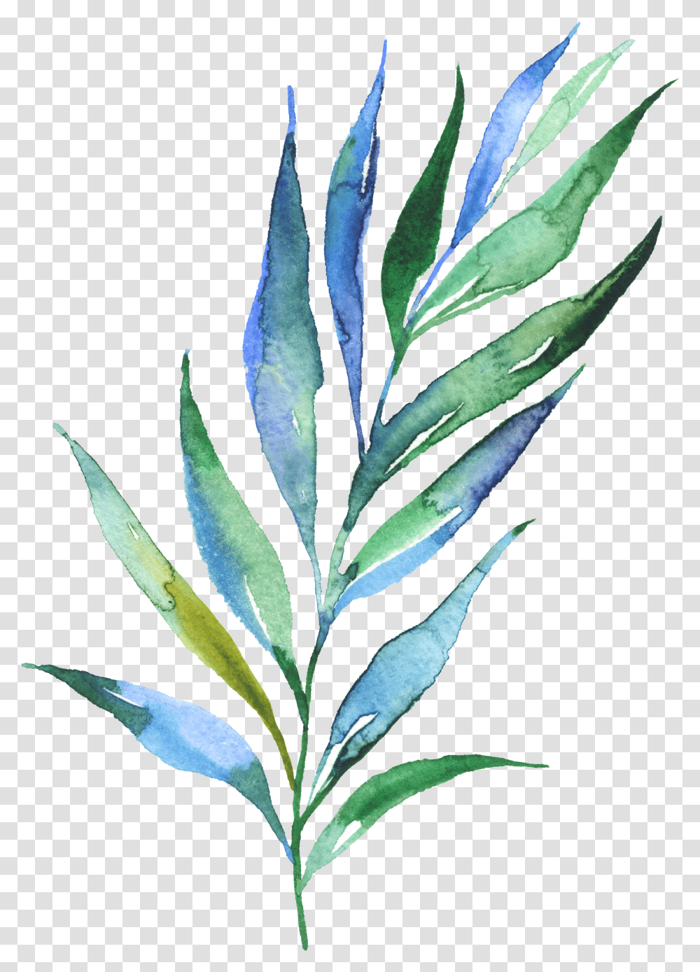 Download Watercolour Watercolor Plants Leaves Water Color Plants, Leaf, Flower, Blossom, Acanthaceae Transparent Png