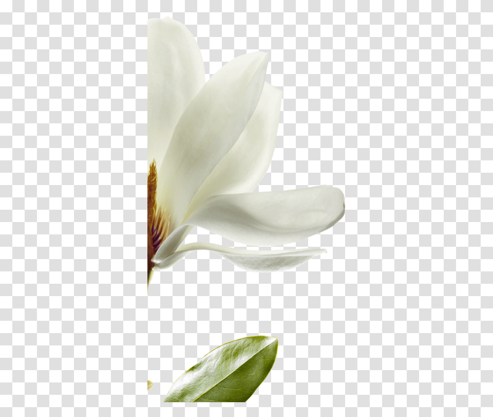 Download We Have Selected Magnolia That Lovely, Plant, Petal, Flower, Blossom Transparent Png