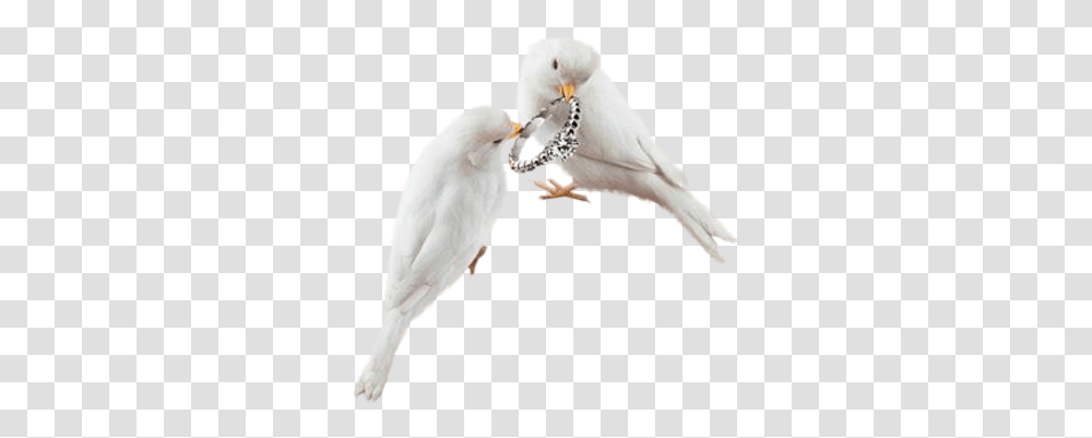 Download Wedding Rings Typical Pigeons Full Size Birds, Animal, Dove, Finch Transparent Png
