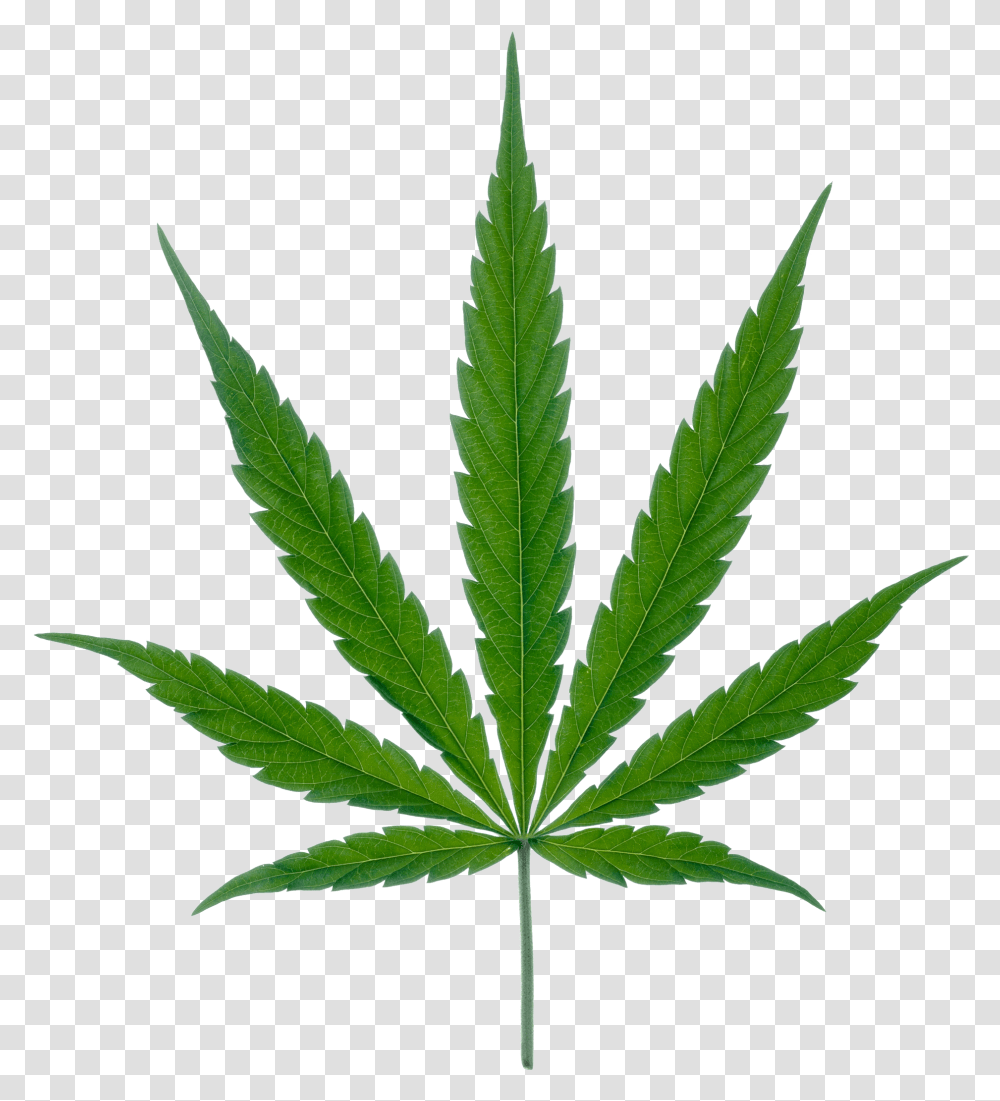 Download Weed Weed Plant, Hemp, Leaf Transparent Png