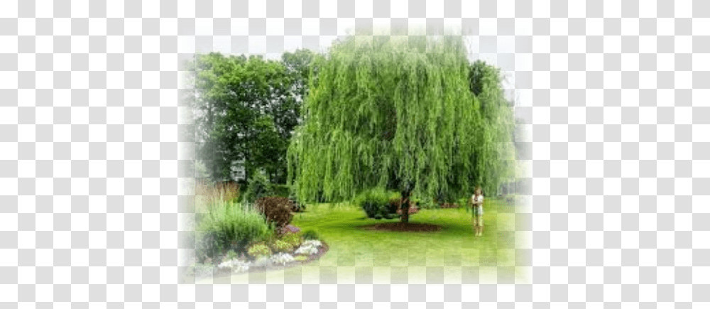 Download Weeping Willow Babylonica Weeping Willow Tree Backyard, Plant, Person, Human, Grass Transparent Png