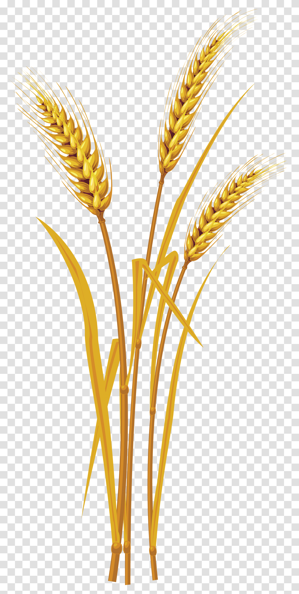Download Wheat Image With No Background, Plant, Vegetable, Food, Construction Crane Transparent Png