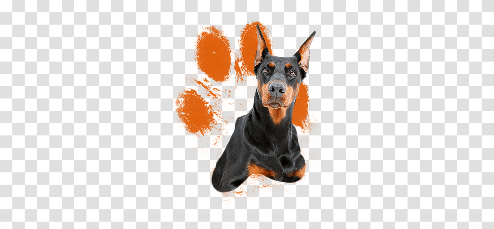 Download When Raised With Love Respect Doberman Clipart, Dog, Pet, Canine, Animal Transparent Png
