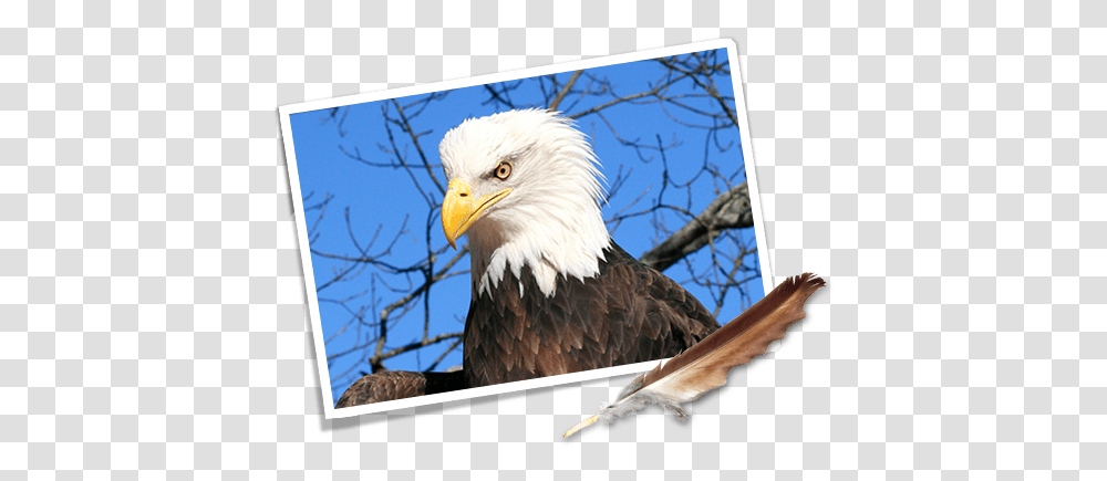 Download Where Eagles Fly Road Trip Car Bald Eagle, Bird, Animal, Beak Transparent Png