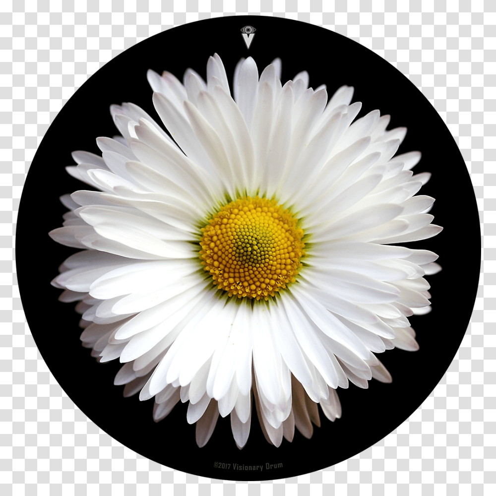 Download White Daisy Flower Drum Skin Daisy Flower Wallpaper Hd, Plant, Daisies, Blossom Transparent Png